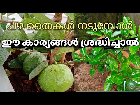 Fruit plants |fruit plants care malayalam |Rabizworld ramla