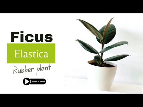 , title : 'Rubber Plant | Ficus Elastica | Types of Ficus Plants'