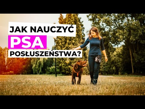 Jak nauczyć psa posłuszeństwa?