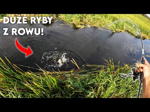 WIELKIE RYBY w POLNYM ROWIE!