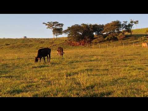 Sítio do meu amigo em jataizinho Paraná 