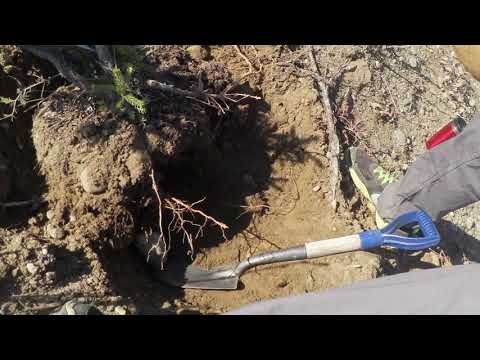 First Yamadori Hunt of the Season