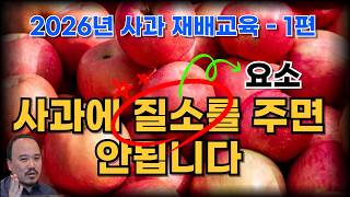 사과에 요소비료가 최악인 이유 알려드립니다. | 농사 100단