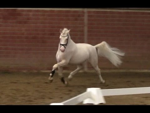 3. Ponyforum Hengsttage MILKY WAY v. FS Mr. Right - Danny Gold