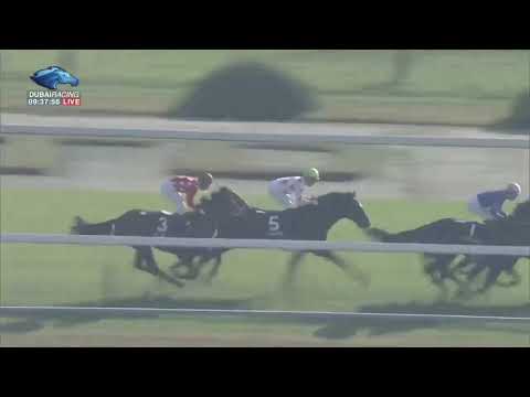 2018.11.11 Kigiku Sho (JPN) - Cosmo Calendula