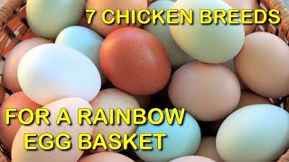 7 Chicken Breeds For A Rainbow Egg Basket  Bonus V