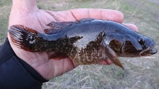 В омске на что ловить ротана