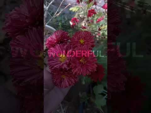 Zohra jabeen # by nature