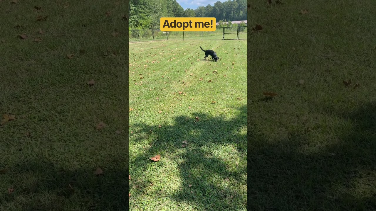 Enlarge Ben, a Adoptable mixed breed in Gadsden, AL video 6/6