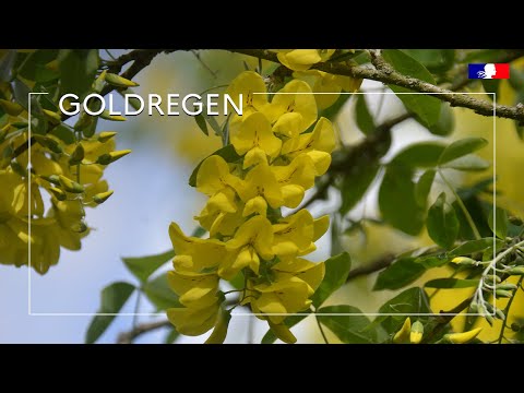 Goldregen: Vorsicht mit Grünabfällen