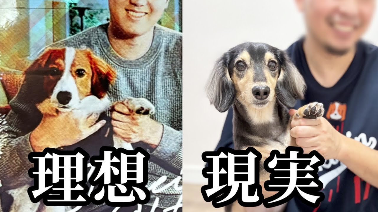 【祝ドジャース優勝】大谷選手の愛犬デコピンと、庶民の犬を比較してみた。