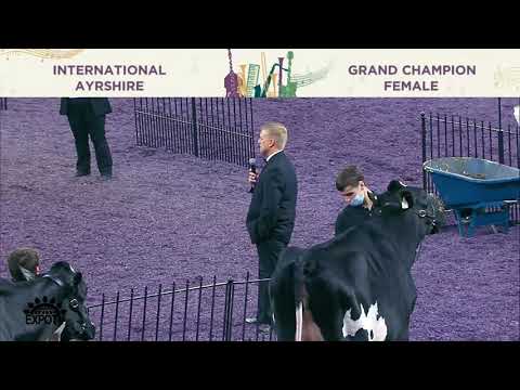 168 AYRSHIRE GRAND CHAMPION