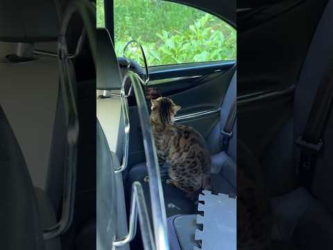 شي نهار غانبيعو🐈🤑🤣 #shorts #viral #animals #maroc #algerie #france #youtubeshorts #fyp