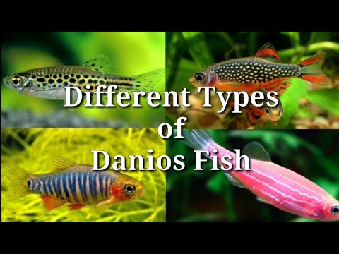 Different Types of Danios Fish / #35