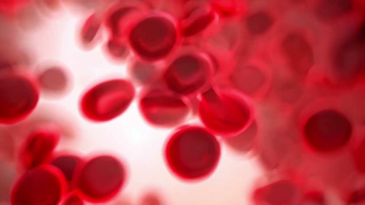 Red blood cells on white background. 3d rendering with DOF, 3d illustration of human red blood cells