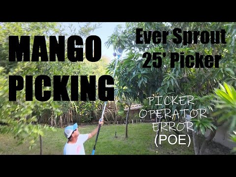 PICKING SWEET & RIPE MANGOES with the Ever Sprout 25' Extendable Picker! - YouTube