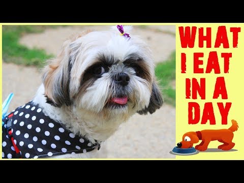 Shih Tzu's Diet | What Flurry Eats In A Day | Meal Plan for Shih tzu | Home Cooked Meal for dogs🐹🍚 Video