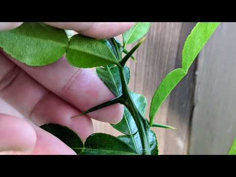 コブミカン 植物