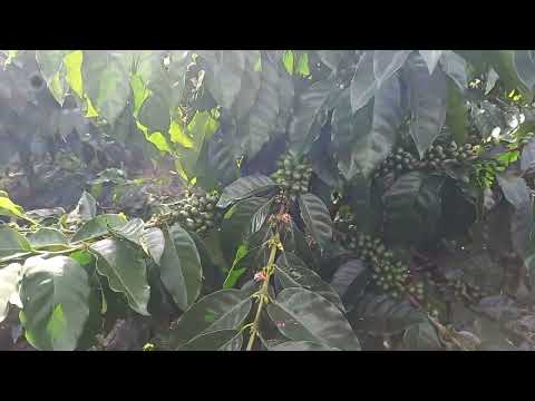 Variedad Catuai o Catigua Mg2 Isnos-Huila,  Colombia 