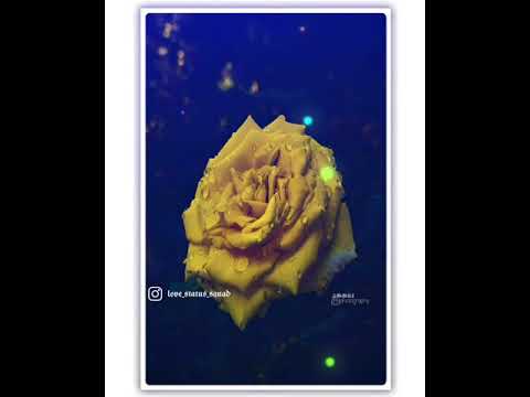 Teri khusbuu ati hai | love status | love status squad