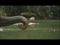 Swimming In A River