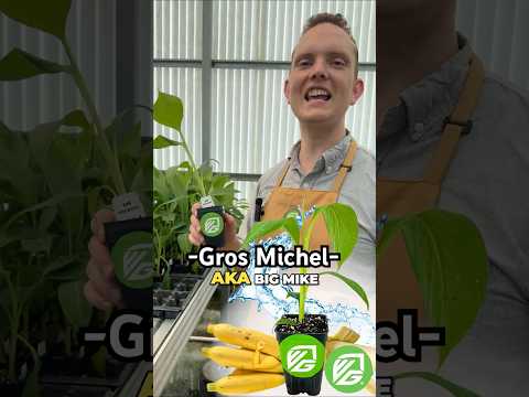 Gros Michel: The Banana That Vanished (And Why!)