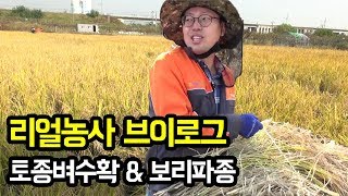 [농사직log] 가을농사의 전설, 토종벼수확, 보리파종! │농사직방