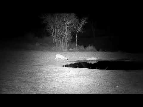 Djuma: Duiker at the pan gets quick drink - 19:31 - 09/18/21
