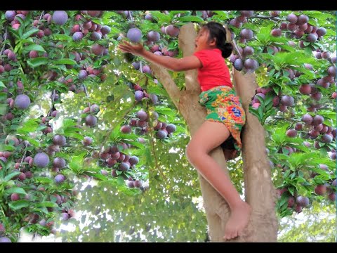 survival in the rainforest; wow  meet  fruit madagascar plumawesome  natural  for food   eating deli