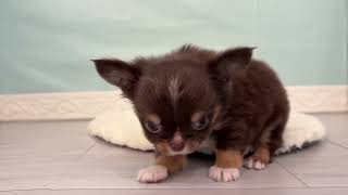 チワワ(ロング)の動画01