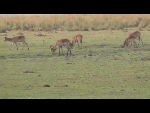 Red Lechwe's, Chobe NP