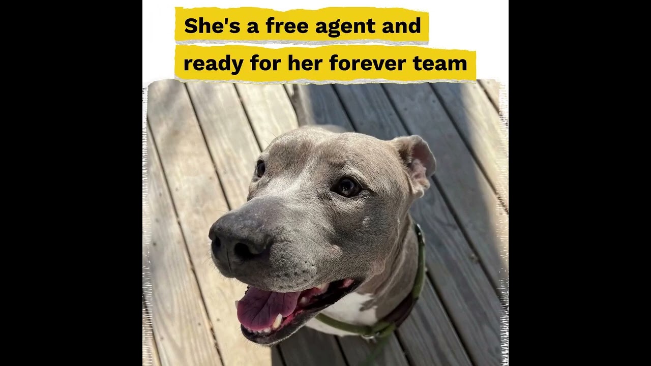 Enlarge PRINCESSA, a Adoptable Pit Bull Terrier in Kutztown, PA video 3/6