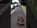 Taking my pet tortoise out for walkies