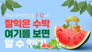 수박 수확시기는 여기만 보면 정말 잘익은 수박 수확할수 있어요! 잘익은 수박 고르기