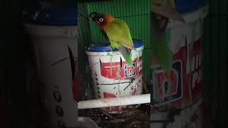 Download lagu #bekmen x dakori #lovebird#shorts mp3