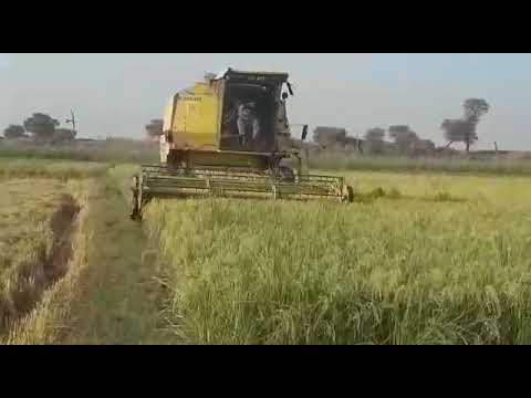 8080 2017 ready to harvest rice in Sialkot