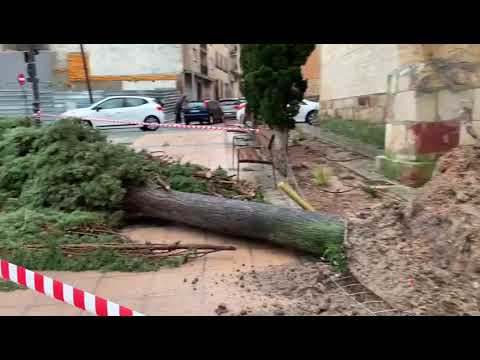 Caída de uno de los cipreses de la plaza de San Román