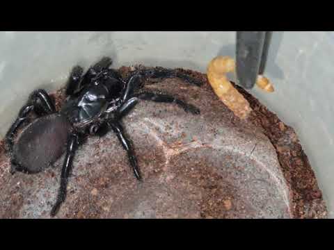 Feeding a Sydney Funnel web Spider (Atrax robustus). Short videoclip