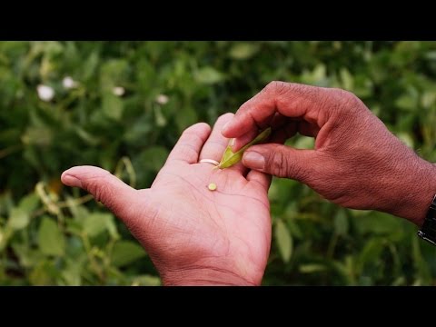 The Seeds of Life – The Season of the Harvest (Ep #6) – New Holland Agriculture