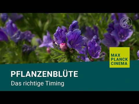 Pflanzenblüte - das richtige Timing