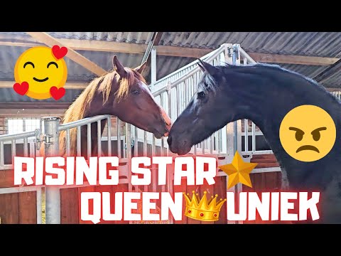 Love at second sight?🥰Or not!😠 Rising Star⭐ and Queen👑Uniek meet again... | Friesian Horses