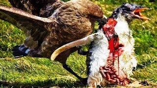 Skua vs Penguin: Predator and Prey -Failed to protect baby