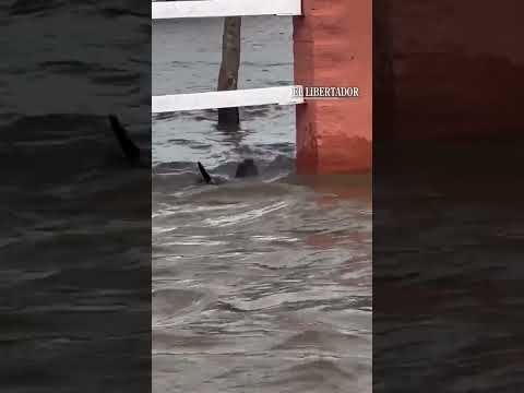 Un lobito de río fue visto alimentándose en áreas anegadas por el Paraná