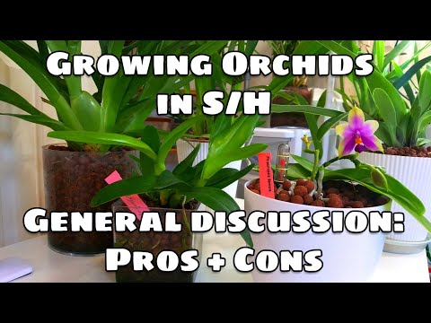 Semi-Hydro for Orchids: Discussions on Conversion and Long-Term Growing