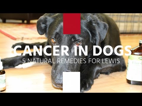 YouTube video about: Can you use petro carbo salve on dogs?