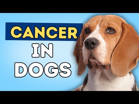 Cancer In Dogs: 5 Natural Remedies