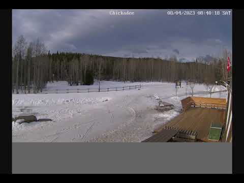 WBC Chickadee Cam - 2023.04.08