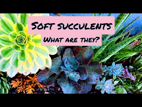 SOFT SUCCULENTS(What are they?) 😍🤩🥰