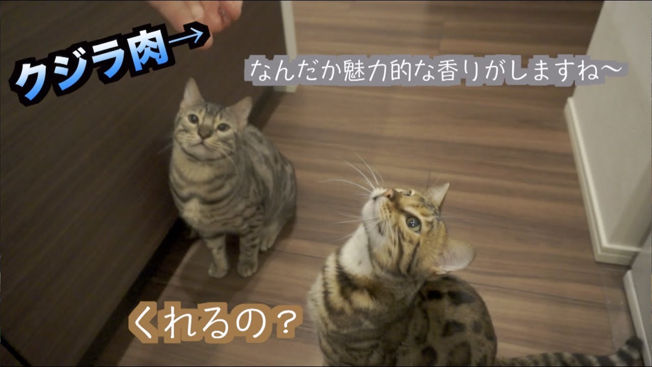 猫たちにクジラの肉をあげたら予想外の展開に。。。