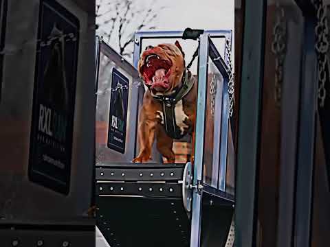 Big Dog 🐕#dog #bigdog #shorts #viral